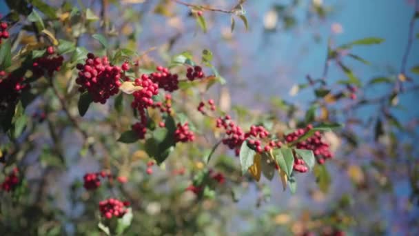 Red Pyracanta Firethorn Berries Branch Tree Windy Day Blue Sky — 图库视频影像