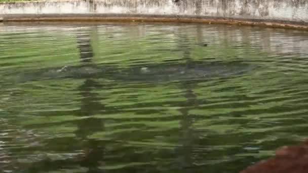 Brotstücke Bewegen Sich Über Dem Wasser Eines Sees Und Ein — Stockvideo