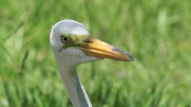 Closeup Egret Looking Direction Camera Looking — Wideo stockowe