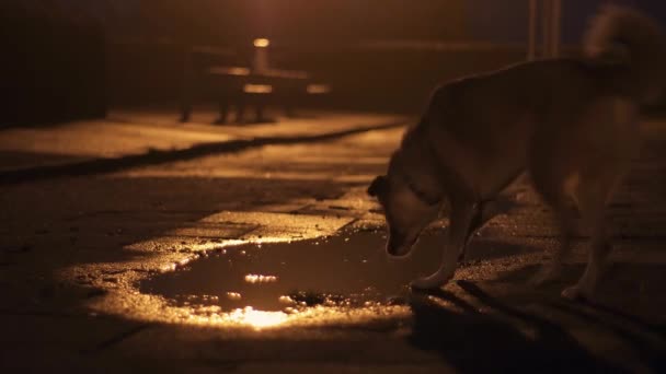 Thirsty Dog Runs Puddle Night — Stock Video