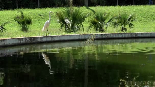 Long Shot Egret Standing Edge Beautiful Green Lake — Vídeo de Stock