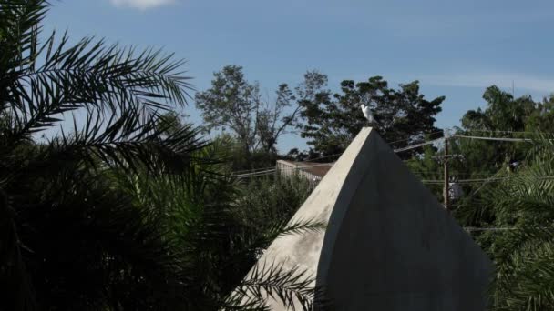 Long Shot Egret Scratching Its Feathers Standing Monument — Stock videók
