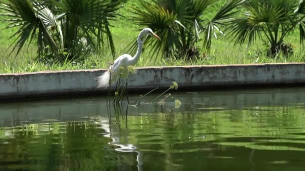 Egret Santands Beautiful Green Lake — Stock videók