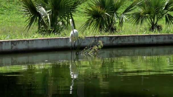Egret Stands Beautiful Green Lake Tries Get Some Food — Stockvideo