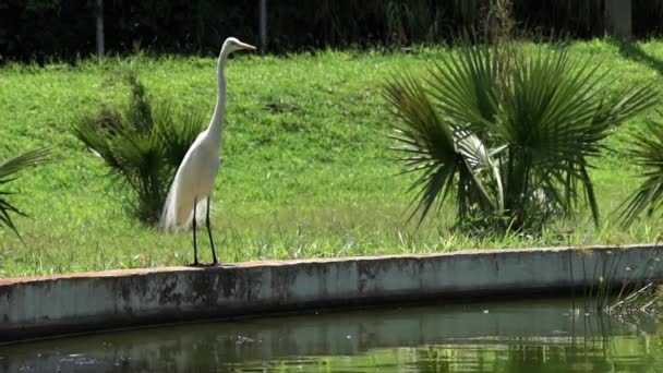 Egret Stands Edge Lake — Stok video
