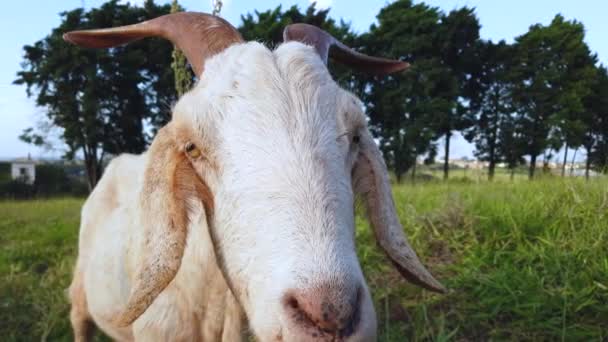 Closeup Goat Pasture — Vídeo de Stock
