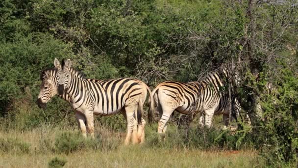 南非Mokala国家公园自然栖息地的斑马平原 Equus Burchelli — 图库视频影像