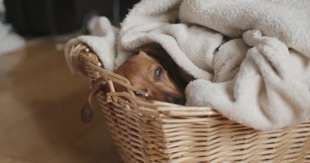 Dachshund Sleeping Blankets Basket Home — 图库视频影像