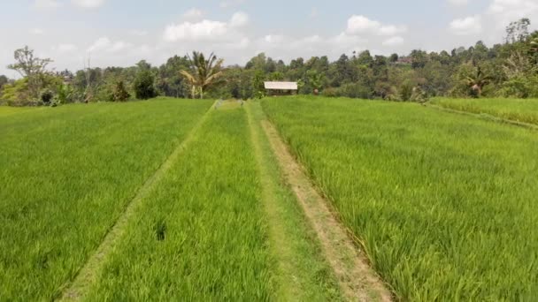 Rüzgar Bali Endonezya Daki Jatiluwih Tabanan Tarlalarının Pirinç Tarlalarının Uzun — Stok video