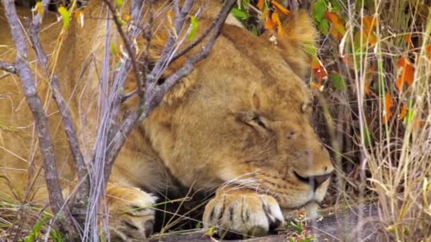 Portrait Footage Lioness Resting Wild Flies Swarming Its Face — Stok video