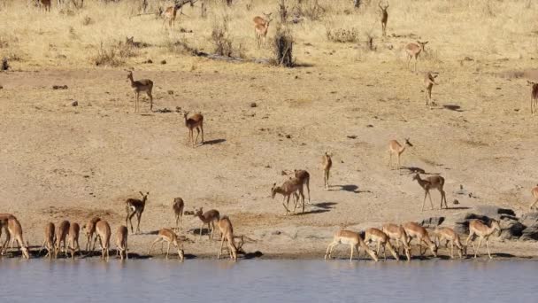 Herd Impala Antelopes Aepyceros Melampus Waterhole Kruger National Park Sudafrica — Video Stock