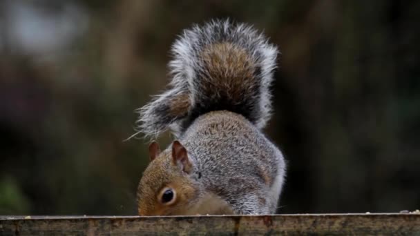 Grey Squirrel Sciurus Carolinensis Feeding — стоковое видео