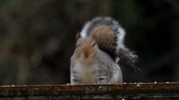 Grey Squirrel Sciurus Carolinensis British Isles — Video Stock