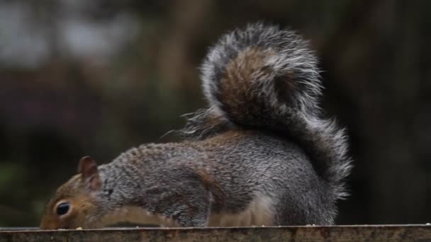 Grey Squirrel Sciurus Carolinensis Bird Table — Vídeo de Stock