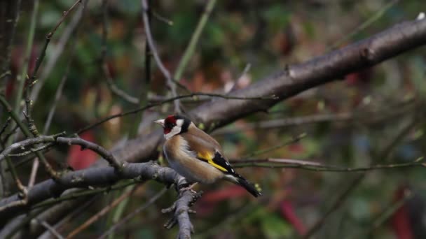 Goldfinch Carduelis Carduelis Fruit Tree Spring — Stok video