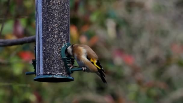 Goldfinch Carduelis Carduelis Hanging Feeder — Stock video