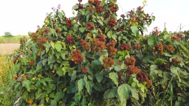Achiote Bixa Orellana Large Shrub Small Tree Produces Spiny Red — Stockvideo