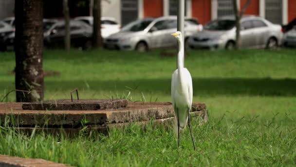 Een Berouw Staat Bij Het Gras Loopt Scène Uit — Stockvideo