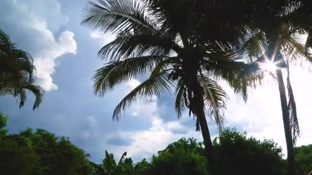 Timelapse Scenery Palm Trees Blue Clouded Sky — Video