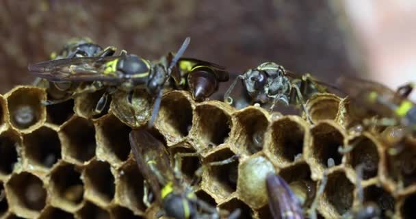 Breathtaking Closeup Clip Wasps Polybia Paulista Nest Busy Building Hive — ストック動画