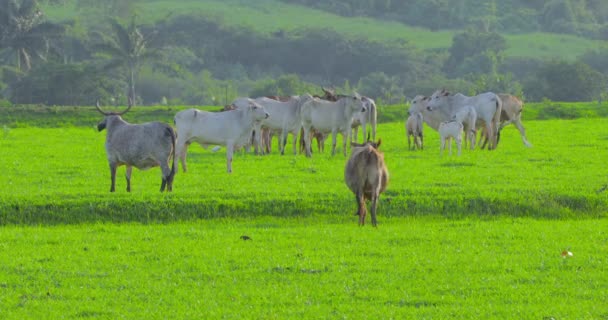 Lot Cows Feeding Green Pasture Outdoors — Video Stock