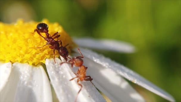 Close Shot Two Ants Seen Walking Wild Flower — Vídeos de Stock