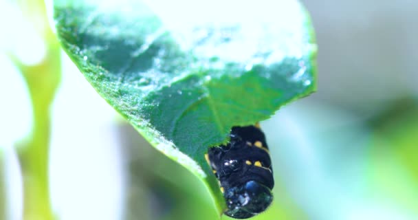Methona Themisto Caterpillar Eating Leaves — Stockvideo