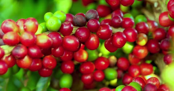 Extreme Close Bright Red Green Organic Coffee Beans Ready Harvest — Αρχείο Βίντεο