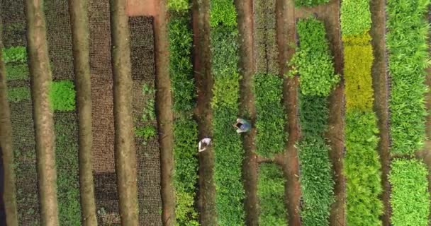 Aerial Shot Vegetable Garden Ninety Degrees Going — Vídeo de Stock