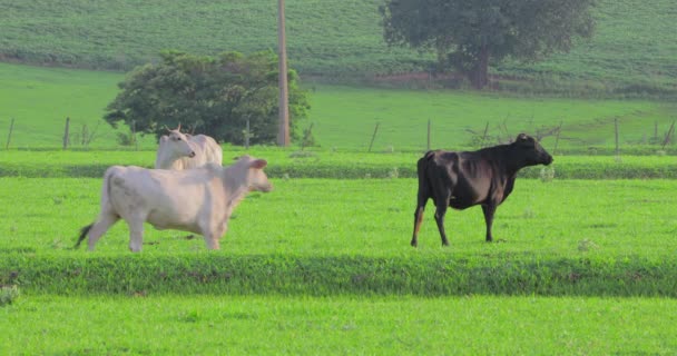 Clip Black White Cattle Green Pasture — Stockvideo