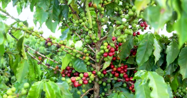 Steady Clip Coffee Plant Ripe Fruit Ready Collected — ストック動画