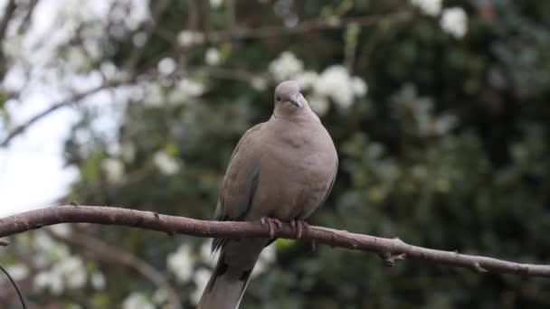 Yakalı Güvercin Streptopelia Dekaocto Dalda Britanya Adaları — Stok video