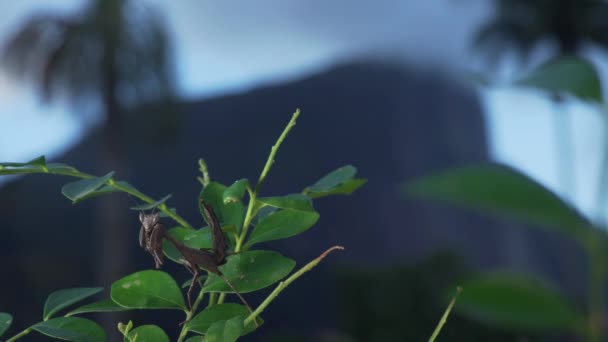 Hoja Muerta Mantis Pie Sobre Una Rama Verde Con Monte — Vídeos de Stock