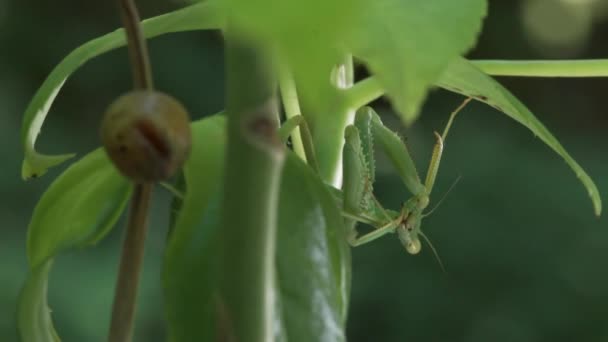 Female Praying Mantis Its Brown Ootheca Example Insect Parental Care — Wideo stockowe