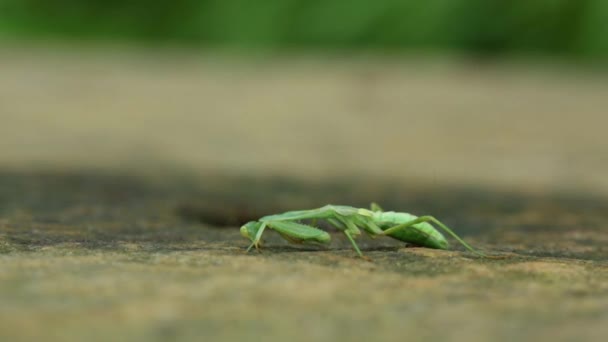 Orando Mantis Comiendo Suelo Gente Caminando Detrás Ella — Vídeo de stock