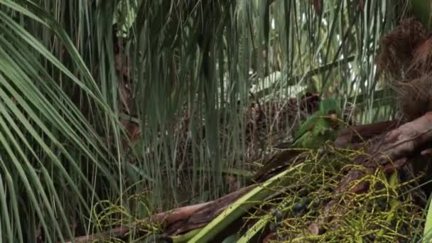 Parrot Eats Little Coconut Tree Flies Away — Vídeo de Stock
