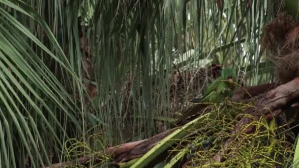 Papagaio Come Pouco Coco Uma Árvore Voa Para Longe — Vídeo de Stock