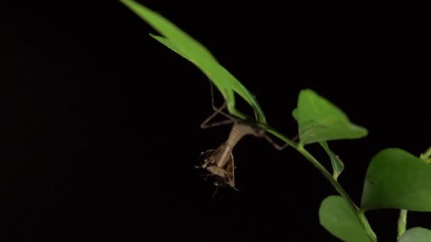 Mantide Mangia Insetto Una Foglia Verde Uno Sfondo Nero — Video Stock