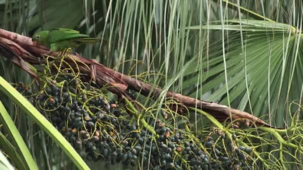 Parrot Eats Small Coconut Coconut Palm Tree — Αρχείο Βίντεο