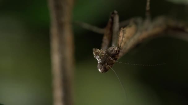 Close Mantis Cleaning Its Mouth — Video