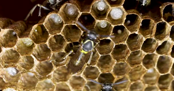 Close Fixed Wasp Wasps Nest Polybia Paulista Larves Closeup Video — Vídeo de stock