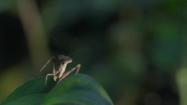 Rare Mantis Stands Leaf Look — Wideo stockowe