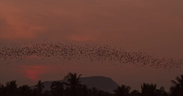 Steady Shot Gargantuan Colony Bats Flying Though Frame Jungle Sunset — Stockvideo