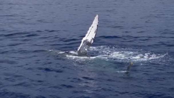 Humpback Whale Pectoral Fin Slaps Medium Wide Slow Motion Hawaii — Vídeos de Stock