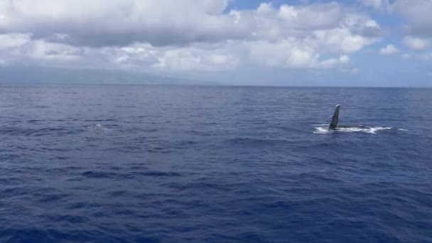 Humpback Whale Pectoral Fin Slap Wide Shot Maui Hawaii — Stock video