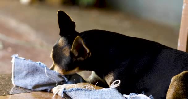 Closeup Pinscher Dog Biting House Carpet — Stockvideo