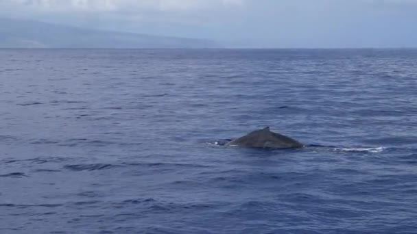 Humpback Whale Dives Slow Motion Raised Tail Medium Wide Shot — Vídeos de Stock