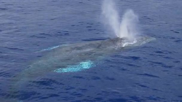 Humpback Whale Surfaces Dives Clear Blue Ocean Water Hawaii — Video Stock