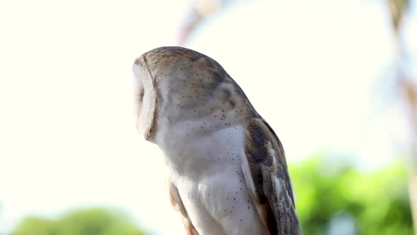 Brown White Owl Looking Slow Motion Static Shot — Stok video