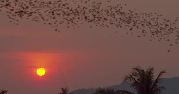 Enormous Colony Bats Flying Shot Formation Jungle Sun Sets Background — Stockvideo